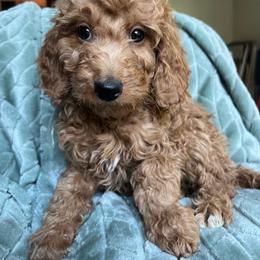Shaggy - Red  male Goldendoodle puppy in Lowville, New York from Adirondack Labradoodles