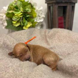 Orange-Girl - Apricot female Goldendoodle puppy in Thomasville, Georgia from South Georgia Golden Doodle Ranch LLC