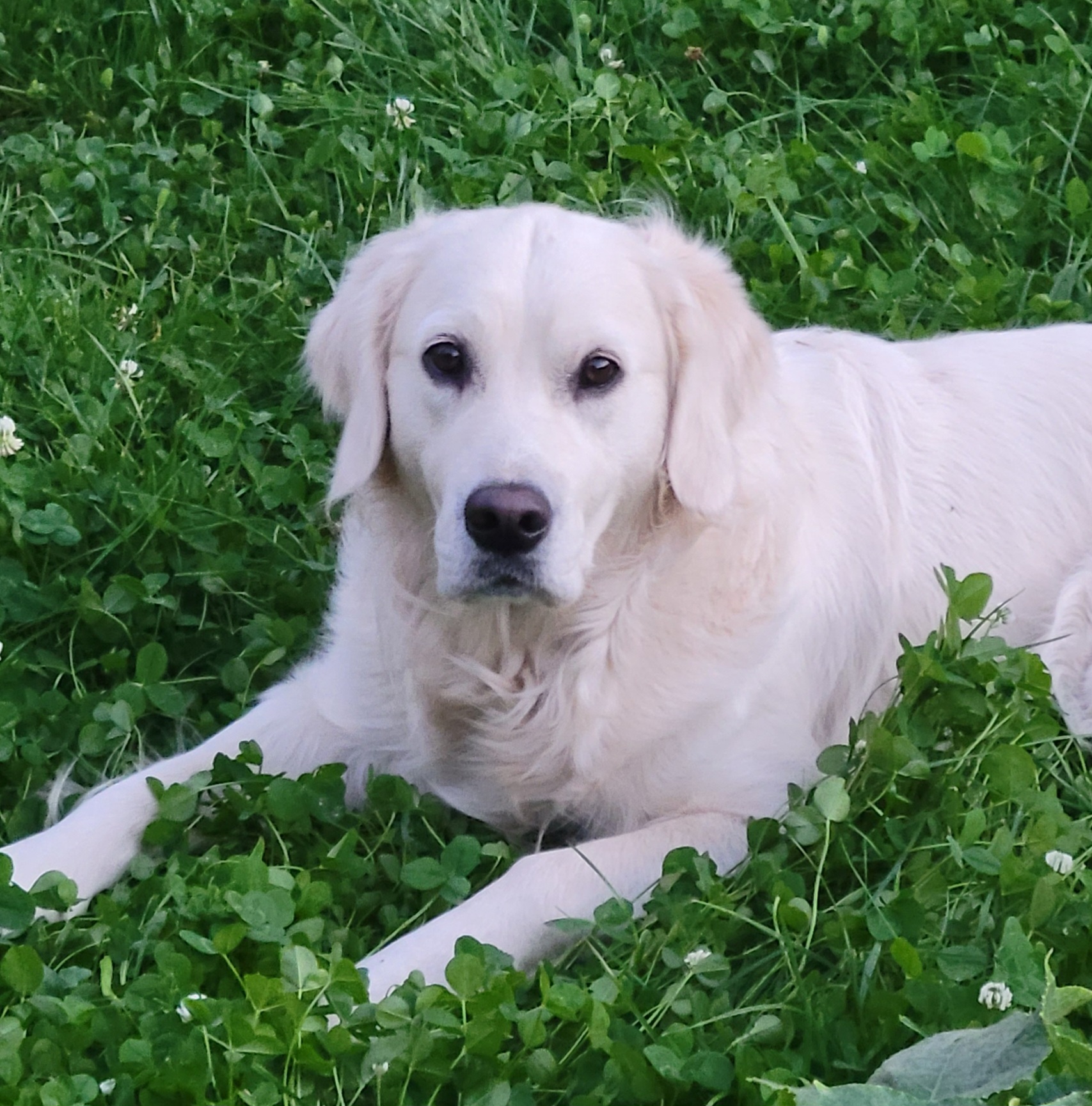 Ziva - Golden Retriever