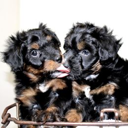 Aussiedoodle Puppies from Aussie Paws