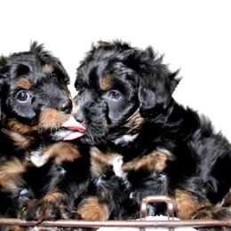 Aussiedoodle Puppies from Aussie Paws