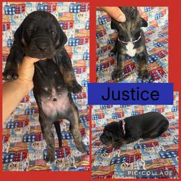 Justice - Black male Catahoula Leopard Dog puppy in Forbes, Minnesota from North Country Catahoulas