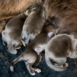 Newfoundland Puppies from Bluegrass River Newfoundlands