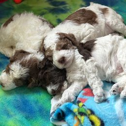 Goldendoodle Puppies from Cocoa Doodles
