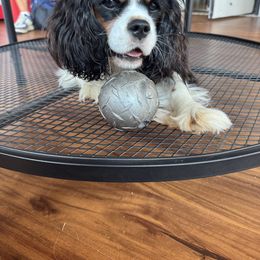 Cavalier King Charles Spaniel Puppies from Reynolds Farms Cavaliers