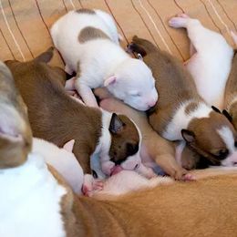 American Staffordshire Terrier Puppies from Liberty Am Staffs