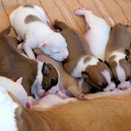 American Staffordshire Terrier Puppies from Liberty Am Staffs