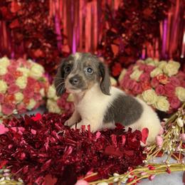 Dachshund Puppies from Duck creek farm