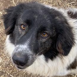Pepper - Karakachan
