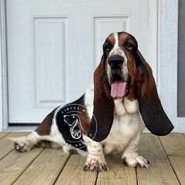 George - Basset Hound