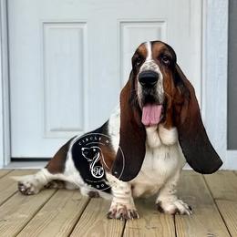 George - Basset Hound