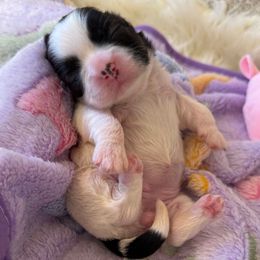 Miss Peppercorn-AKC Champion Bloodline - Black and white female Shih Tzu puppy in Long Beach, California from Prieto Shih-Tzu's