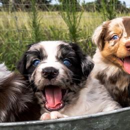 Australian Shepherds from Wild Magnolia Farms Aussies