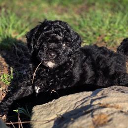 Boy1 - Black and white male Cavapoo puppy in Medina, Ohio from Momma's Minis