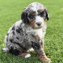 Cash - Blue merle male Bernedoodle puppy in Fortuna, California from Dalton Poodles and Doodles
