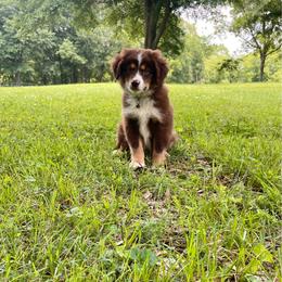 Scout (With Natural Tail) - Red tri male Miniature Australian Shepherd puppy in Liberty, South Carolina from Alexander Canines