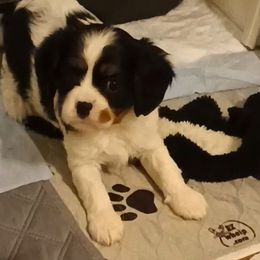 Tootsie - Tri-color female Cavalier King Charles Spaniel puppy in East Providence, Rhode Island from Marta's Cavaliers