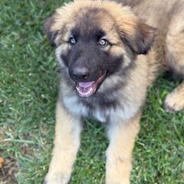 Grumpy (Purple) - Fawn sable male Shiloh Shepherd puppy in Vancouver, Washington from North By Northwest Shilohs “NBNW”