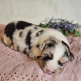Roscoe - Blue merle male Australian Shepherd puppy in Mountain Grove, Missouri from K Bar H Farms