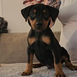 Bruce- RESERVED Boy Blk- red collar - Red male German Pinscher puppy in Chatham, Virginia from WMHK9/Roolyn German Pinschers