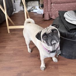 Pug puppies from Wratchford Farms