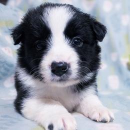 Amor - Black and white female Border Collie puppy in Raccoon, Kentucky from Skyline Border Collies