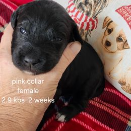 Pink collar Ella - Black and white female Bernedoodle puppy in Fairmount, Indiana from Capens' Doodles,Poodles and Poo's