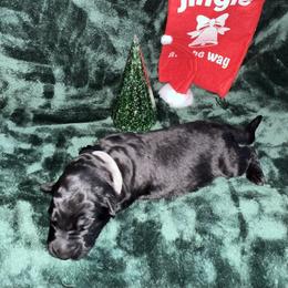 Rena - white collar   Guardianship home only - Black female German Shepherd puppy in Winterport, Maine from Vom Stevens Old Fashioned German Shepherds