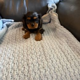 Alvin - Black and tan male Cavalier King Charles Spaniel puppy in Athens, Georgia from Sandy Cross Kennels