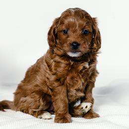 Miranda - Red  female Goldendoodle puppy in Slc, Utah from Timp Doodles