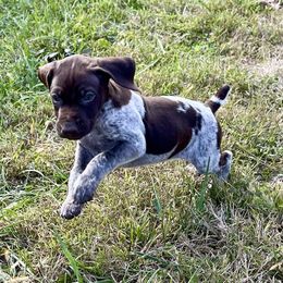 Kimber - female German Shorthaired Pointer puppy in Oxford, Ohio from LyonHeart