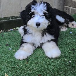 Girl 2 - female Bernedoodle puppy in Mechanicsville, Virginia from Loblolly Moon Farm