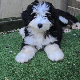 Girl 2 - female Bernedoodle puppy in Mechanicsville, Virginia from Loblolly Moon Farm