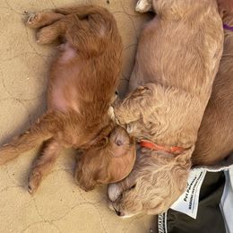 Goldendoodle Puppies from Angel’s Goldendoodle Pups