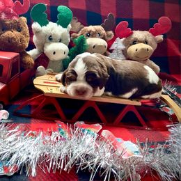 Rudolph - Tri-Roan male English Springer Spaniel puppy in Hudson, Michigan from Picky’s Puppies