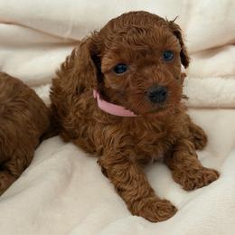 Red Female (pink collar) - Red  female Poodle puppy in Montclair, New Jersey from YC Treasures Poodles