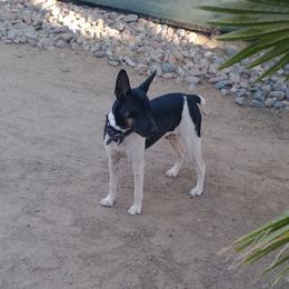 Obi - White black and tan male Rat Terrier puppy in El Cajon, California from Manumit Rat Terriers