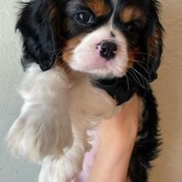 Cavalier King Charles Spaniel Puppies from Cadelia Cavalier King Charles Spaniels