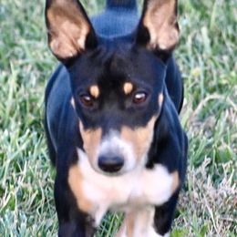 Rory - Rat Terrier