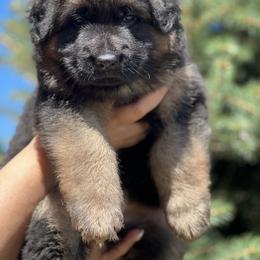 German Shepherd Puppies from Zwinger vom Schneider Wald