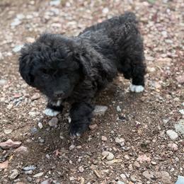 Girl 3 - Black and tan female Corgipoo puppy in Junction, Utah from Sugar Doodles