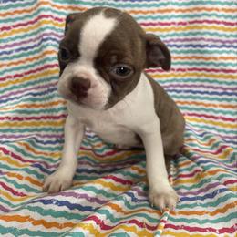 Dina - Seal and white female Boston Terrier puppy in Fillmore, Illinois from Wind Hill Puppies