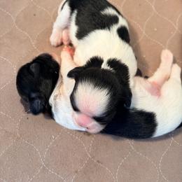 Boy 1 - Black and white male Shih Tzu puppy in Hemet, California from Aloha Shih Tzu