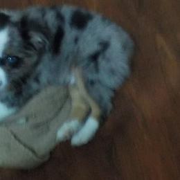 Cuddles - Toy Australian Shepherd