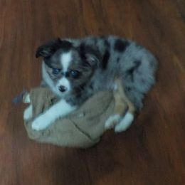 Cuddles - Toy Australian Shepherd