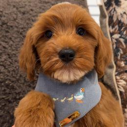 River - Red  male Goldendoodle puppy in Anaheim, California from Cuddle Bear Doodles