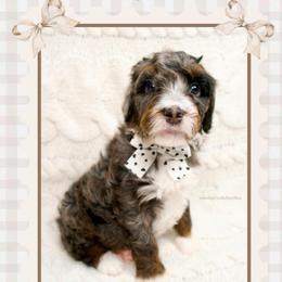 Ralphie - Tri Merle - Merle male Bernedoodle puppy in Bowling Green, Ohio from Windy Creek Doodles