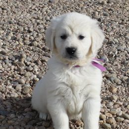 Bamboo Girl Purple - Light golden female Golden Retriever puppy in Fort Morgan, Colorado from Golden Girls Kennels, LLC