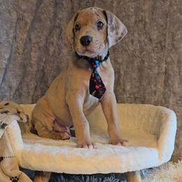 Mummy - Merle male Great Dane puppy in Caldwell, Idaho from Miner's Dynamic Danes