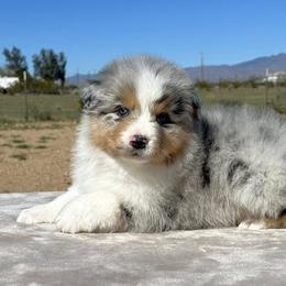 Blue Merle - Blue merle male Australian Shepherd puppy in Golden Valley, Arizona from Desert Wind Kennels